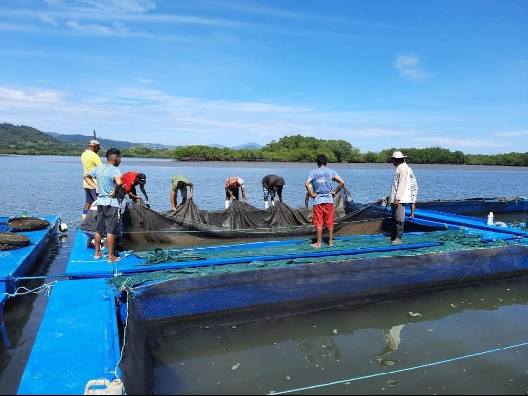 Cultivo de camarón 100% orgánico beneficia a más de 1.500 personas en Isla Venado